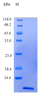 Human CCL13 protein (Active)