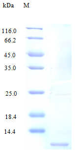 Human CCL14 protein (Active)