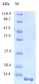 Human CCL23 protein (Active)