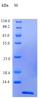 Human CCL24 protein (Active)