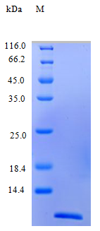 Human CCL26 protein (Active)