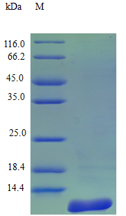 Human CCL27 protein (Active)