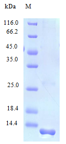 Human CCL28 protein (Active)