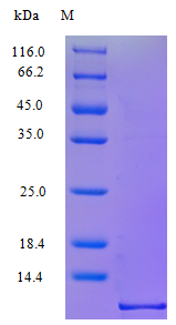 Monkey CXL10 protein (Active)