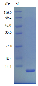 Mouse CXCL2 protein (Active)