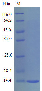 Mouse CCL28 protein (Active)