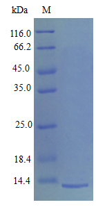Mouse PLF4 protein (Active)