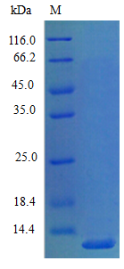 Mouse CXCL5 protein (Active)