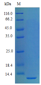 Mouse CXCL5 protein (Active)