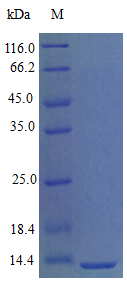 Mouse CXCL9 protein (Active)