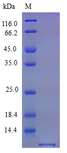 Mouse CXL10 protein (Active)