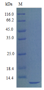 Mouse SDF1 protein (Active)