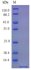 Mouse SDF1 protein (Active)