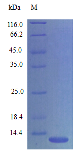 Mouse CXL14 protein (Active)