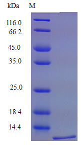 Mouse CXL16 protein (Active)