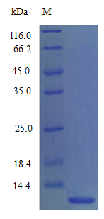 Mouse CCL3 protein (Active)