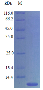 Mouse CCL4 protein (Active)