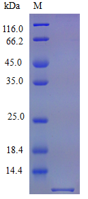 Mouse RANTES protein (Active)