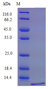 Mouse CCL6 protein (Active)