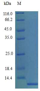 Mouse CCL7 protein (Active)