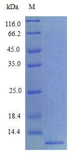 Mouse CCL8 protein (Active)