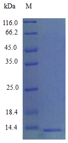 Mouse CCL9 protein (Active)