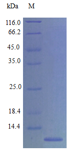 Mouse CCL11 protein (Active)