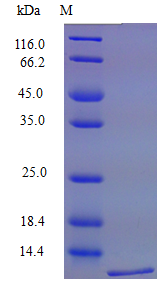 Mouse MIP3 beta protein (Active)