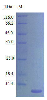 Mouse CCL20 protein (Active)