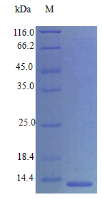 Mouse CC21C protein (Active)