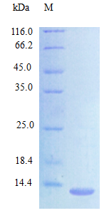 Mouse CCL24 protein (Active)