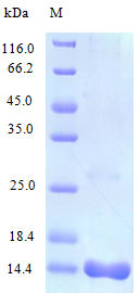 Mouse CCL25 protein (Active)