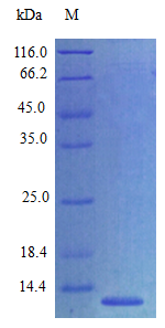 Mouse CCL27 protein (Active)