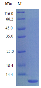 Rat GROA protein (Active)