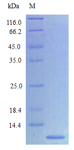 Rat CXCL2 protein (Active)