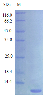 Rat CXCL3 protein (Active)