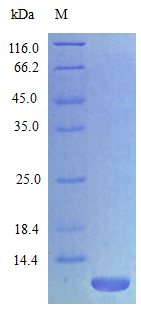 Rat CXCL3 protein (Active)