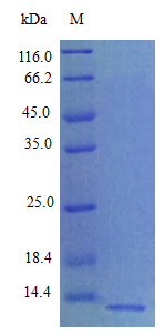 Rat CXCL5 protein (Active)