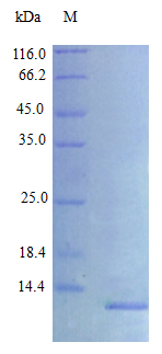 Rat CXL10 protein (Active)