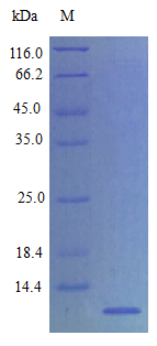 Rat Q9QZD1 protein (Active)