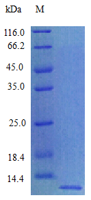 Rat Q9QZD1 protein (Active)