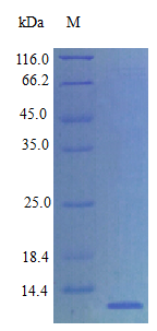 Rat Q8K453 protein (Active)
