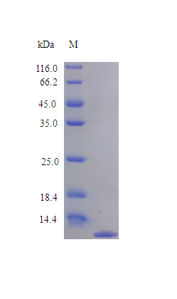 Rat X3CL1 protein (Active)