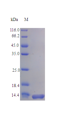 Rat Q91Y39 protein (Active)