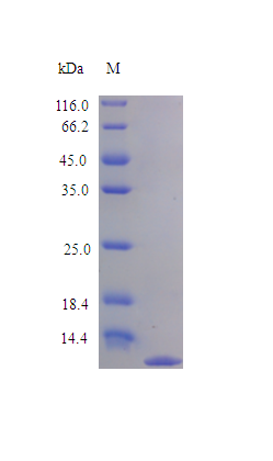 Human IL8 protein (Active)