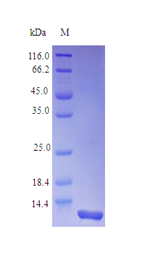 Monkey IL8 protein (Active)