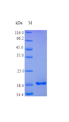 Human LIF protein (Active)