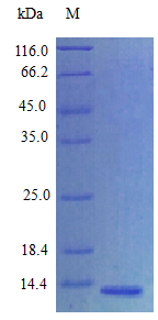 Human AREG protein (Active)