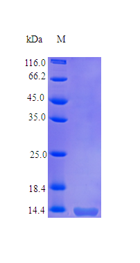 Human TNF18 protein (Active)