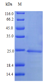 Human IFNA1 protein (Active)